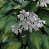 Hosta June #1 - Image 2
